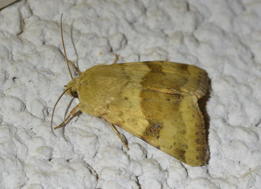 Heliothis viriplaca - mácsonyabagoly