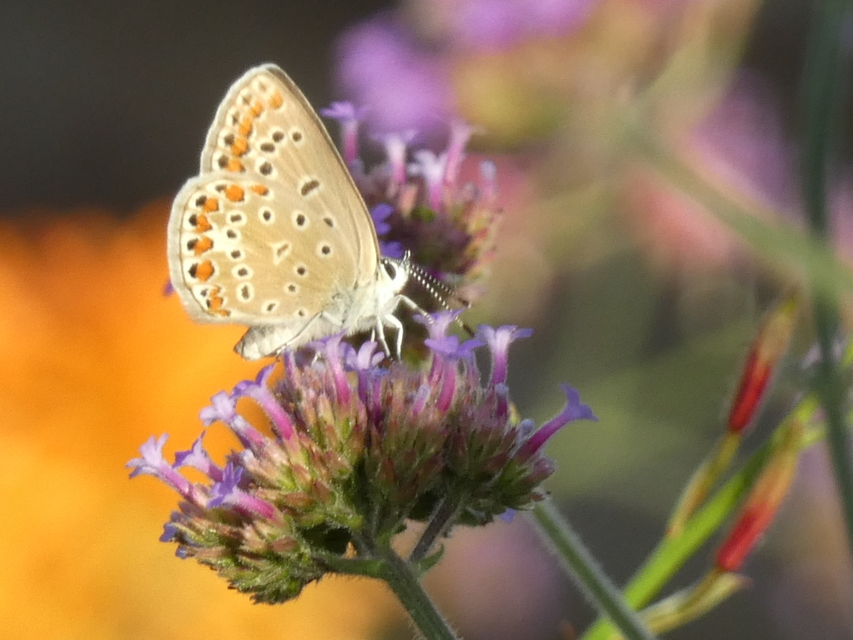 Polyommatus icarus - közönséges boglárka
