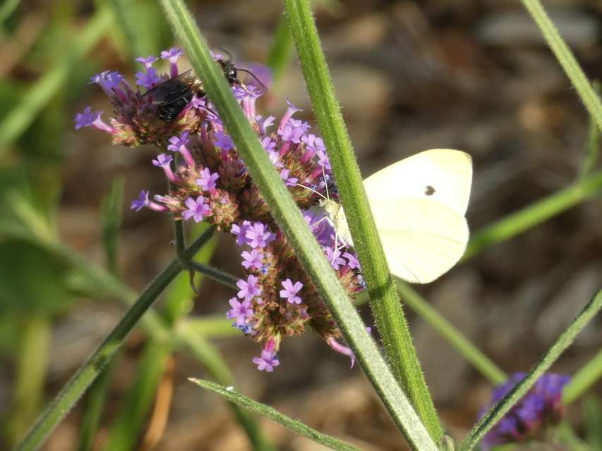 Pieris rapae - répalepke
