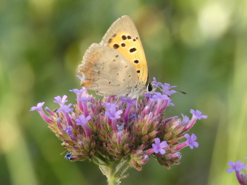 Lycaena phlaeas - közönséges tűzlepke