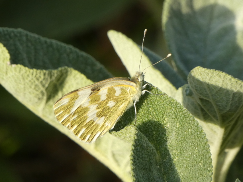 Pontia edusa - rezedalepke