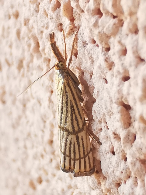 Chrysocrambus linetella - déli fűgyökérmoly