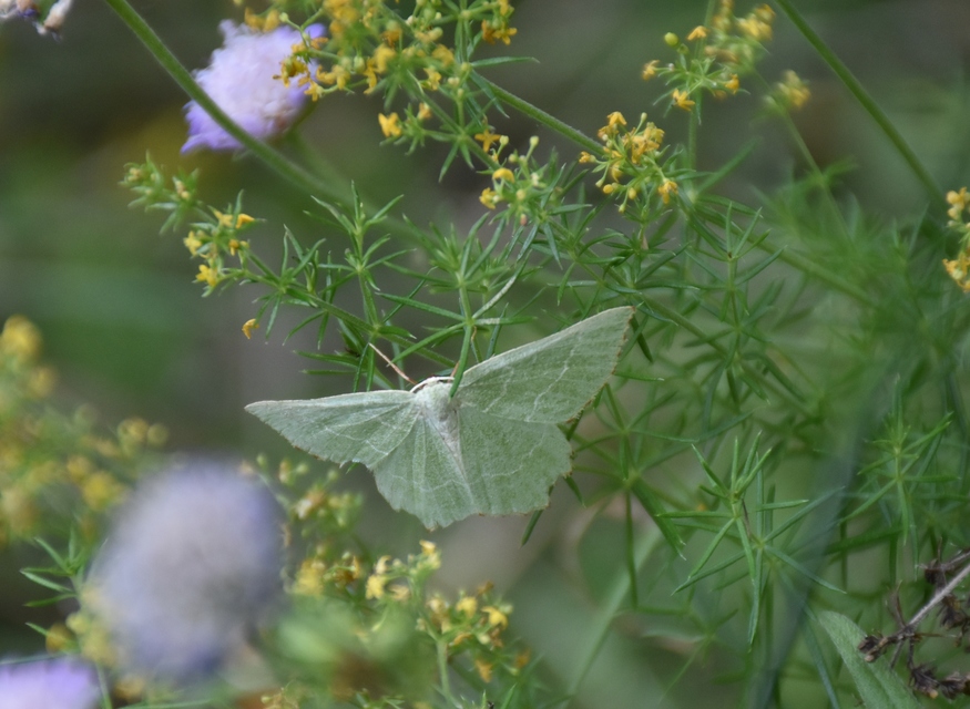 Thalera fimbrialis - csipkésszélű zöldaraszoló