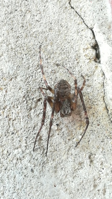 Larinioides ixobolus - ereszalji keresztespók