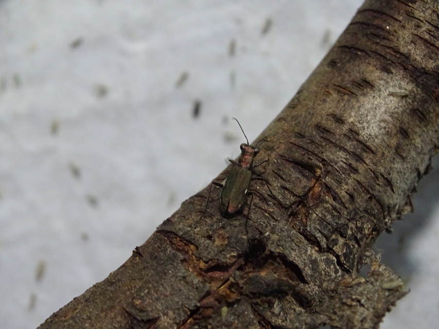 Cylindera germanica - parlagi homokfutrinka