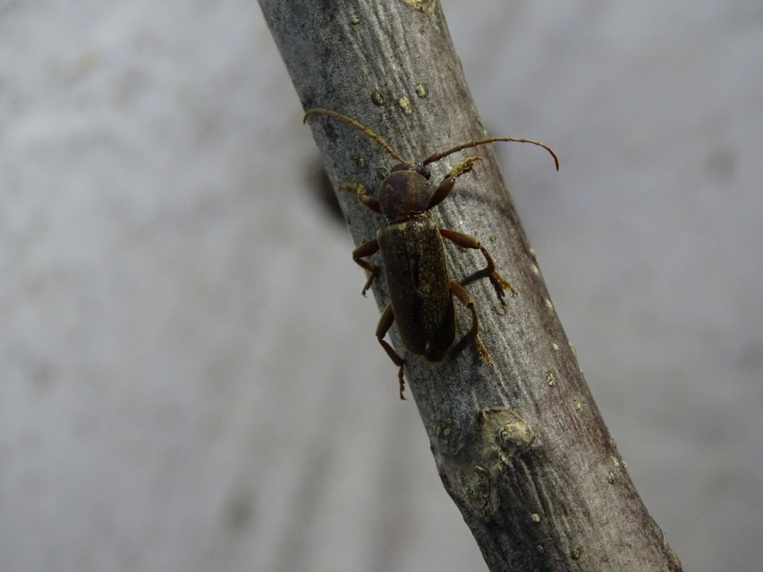 Trichoferus campestris - szállóvendég éjicincér
