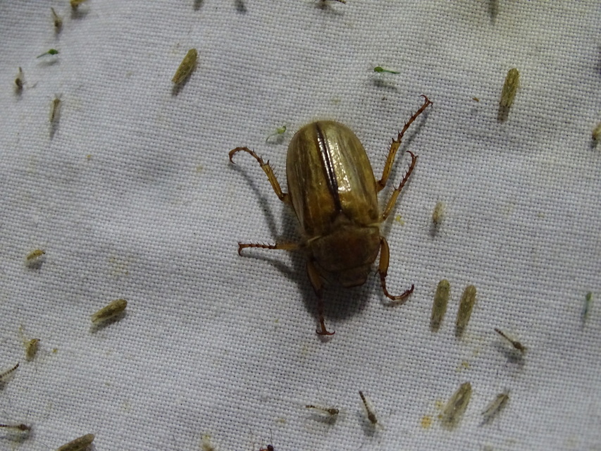 Amphimallon solstitiale - bordás sárgacserebogár