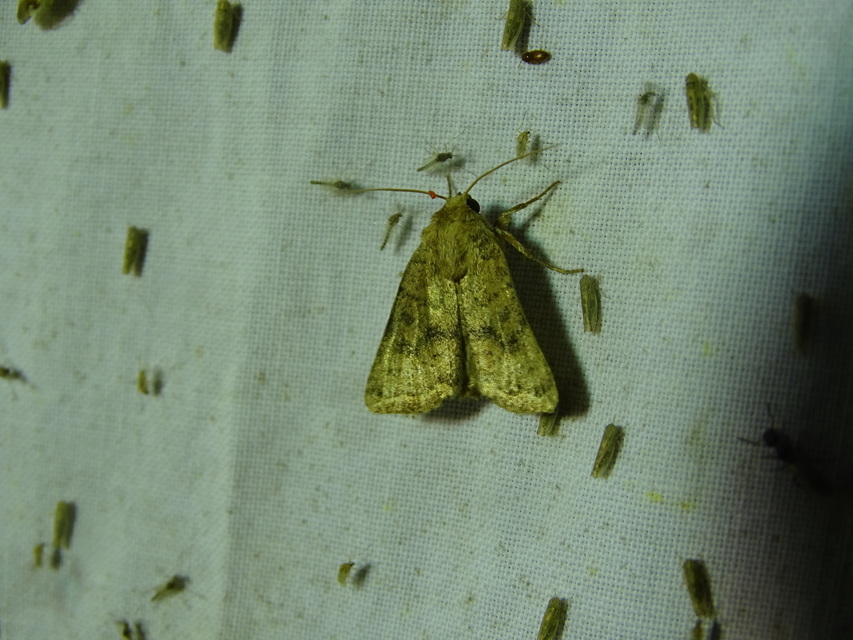 Hoplodrina octogenaria - barna selymesbagoly