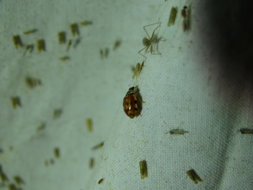 Harmonia quadripunctata - négypettyes katica