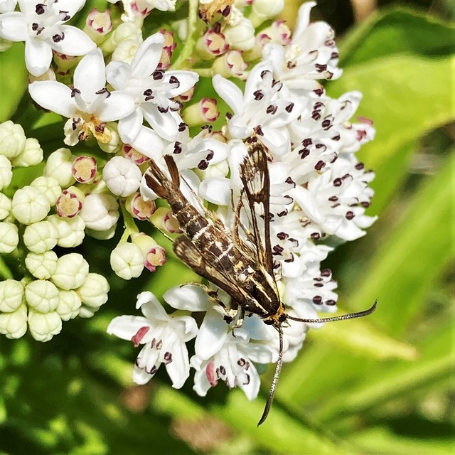 Sesiidae - szitkárfélék