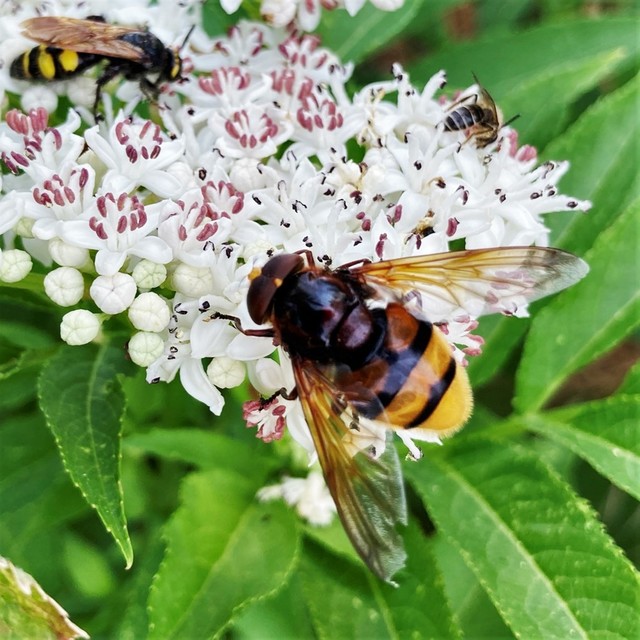 Volucella zonaria - kétöves pihelégy
