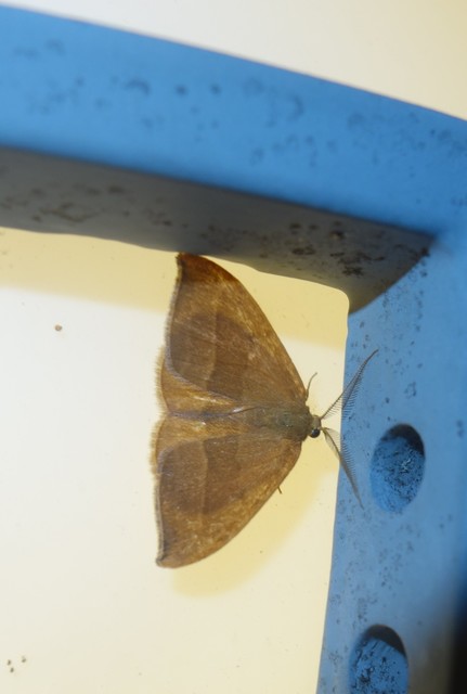 Watsonalla cultraria - bükkfa-sarlósszövő