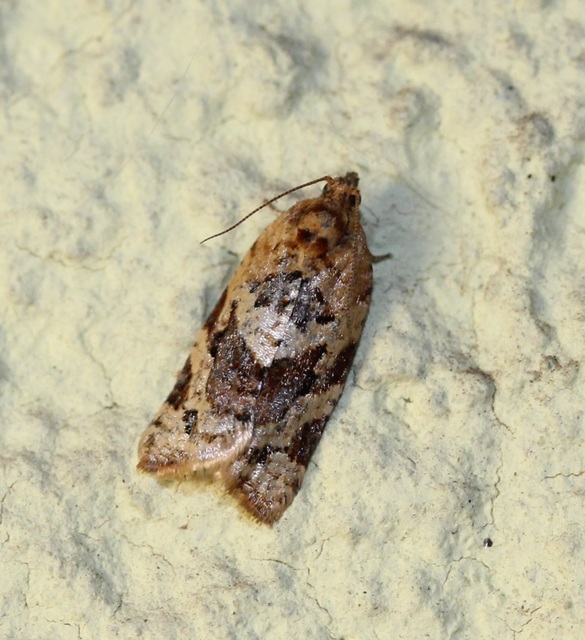 Argyrotaenia ljungiana - ékes sodrómoly