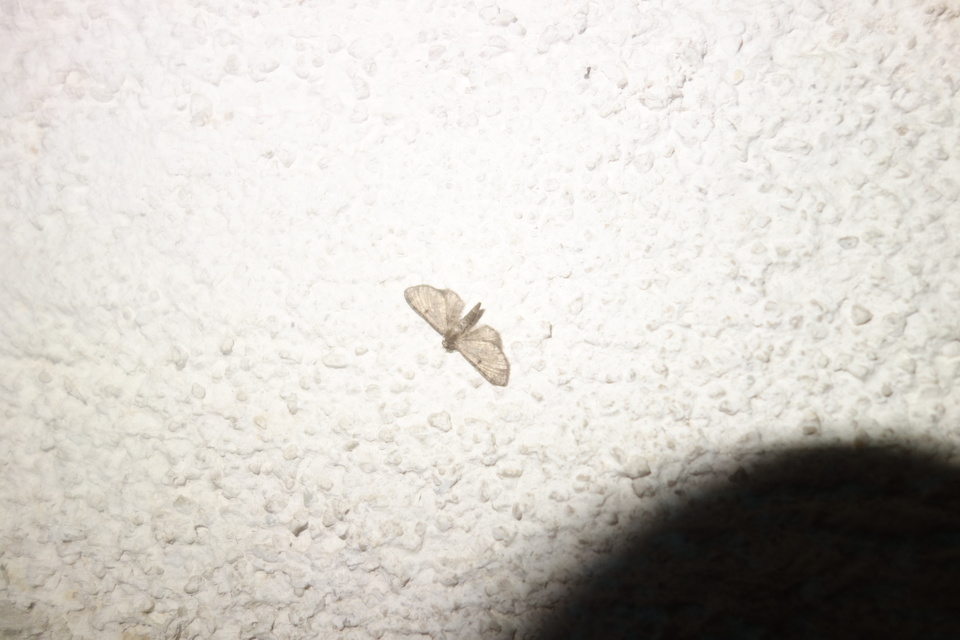 Eupithecia selinata - lápi törpearaszoló