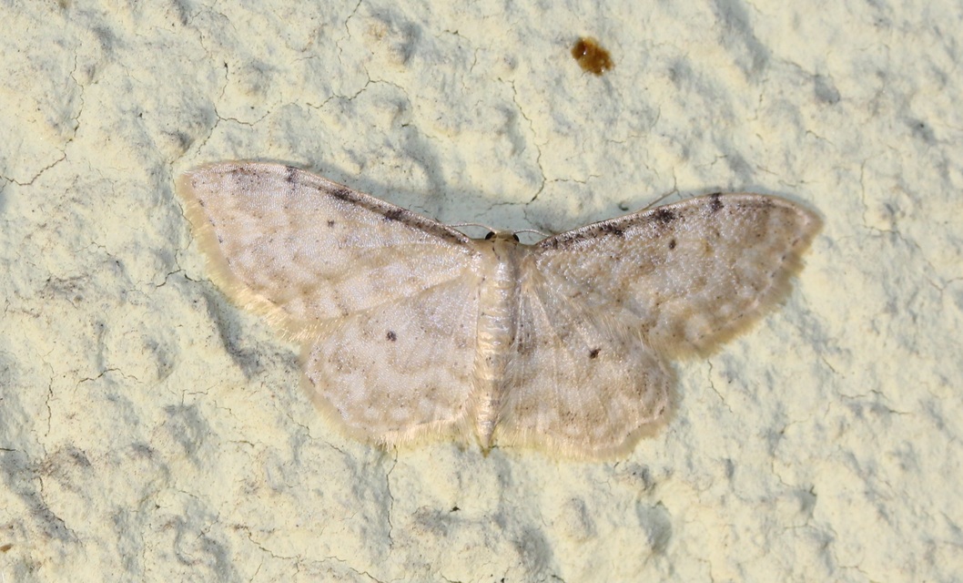 Idaea fuscovenosa - szürkeszélű apróaraszoló