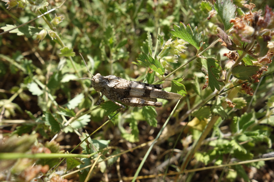 Oedipoda caerulescens - kékszárnyú sáska