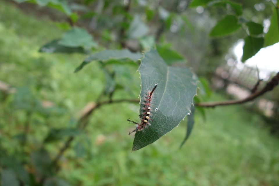 Orgyia antiqua - rozsdabarna kisszövő