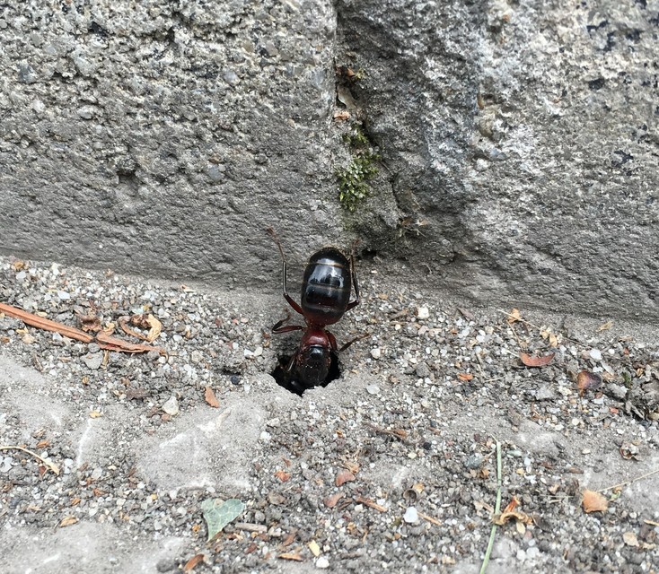 Camponotus ligniperda - faodvasító lóhangya