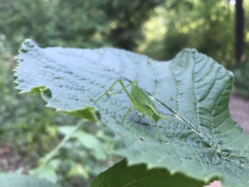 Isophya kraussii - erdei tarsza