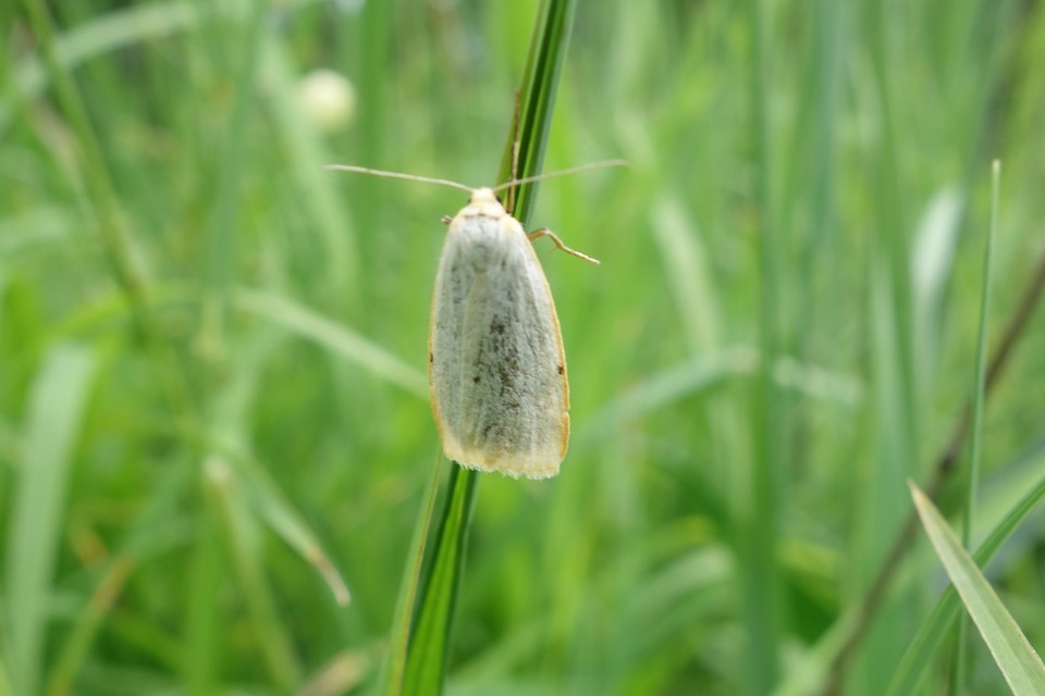 Cybosia mesomella - csontszínű molyszövő