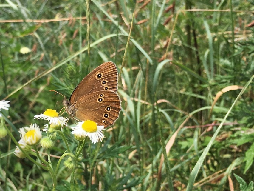 Aphantopus hyperanthus - közönséges ökörszemlepke