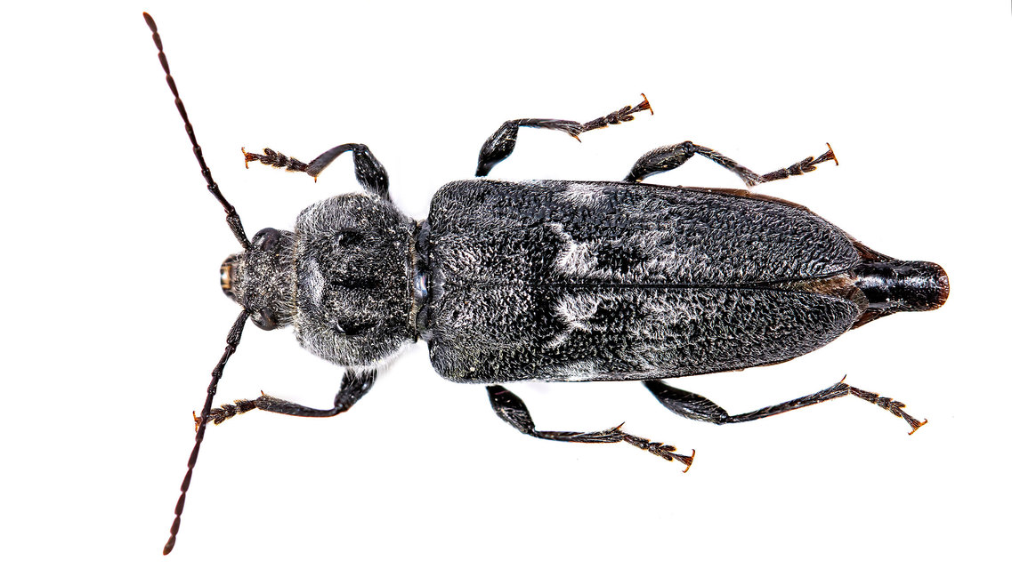 Hylotrupes bajulus - házicincér