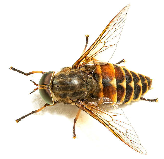 Tabanus