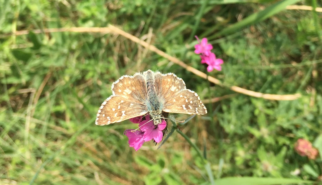 Pyrgus armoricanus - feles busalepke