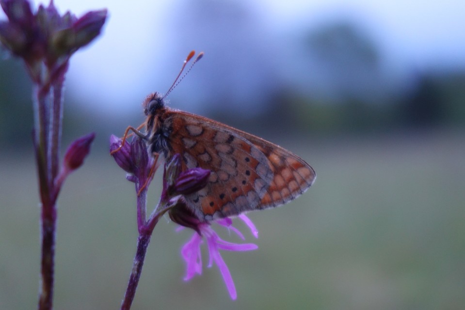 Euphydryas aurinia - lápi tarkalepke