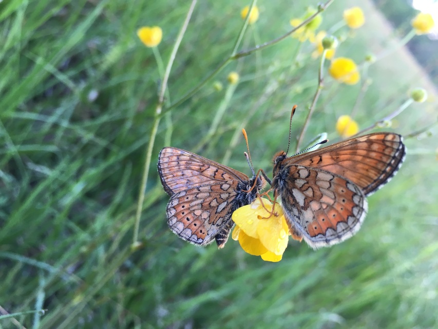 Euphydryas aurinia - lápi tarkalepke