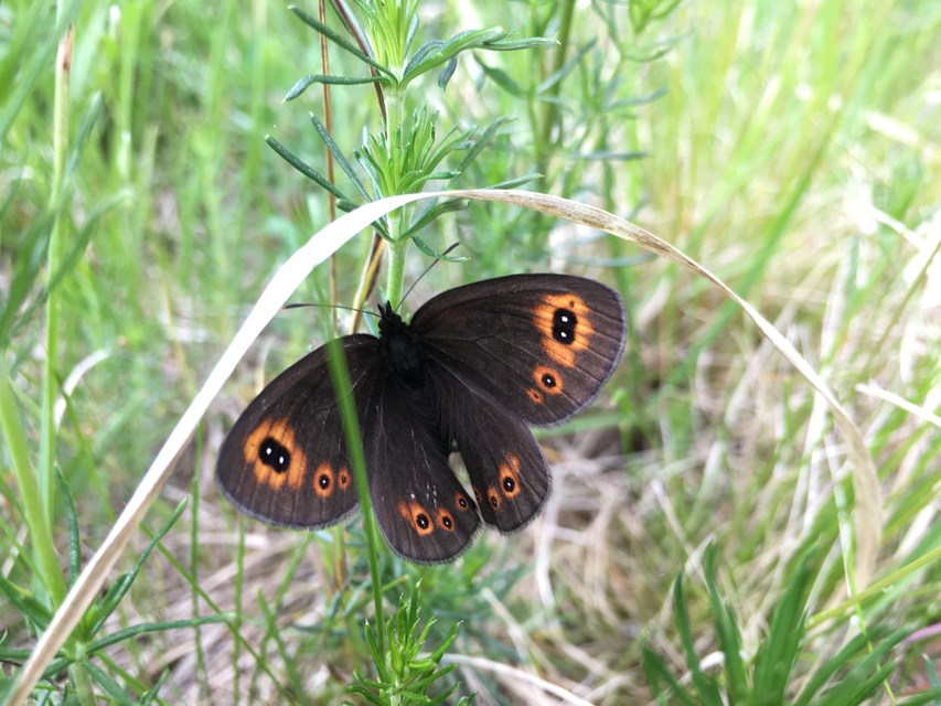 Erebia medusa - tavaszi szerecsenlepke
