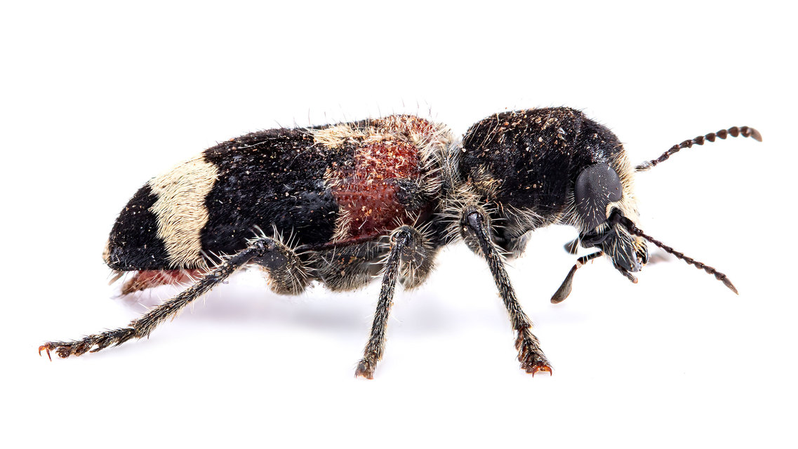 Clerus mutillarius - feketenyakú szúfarkas