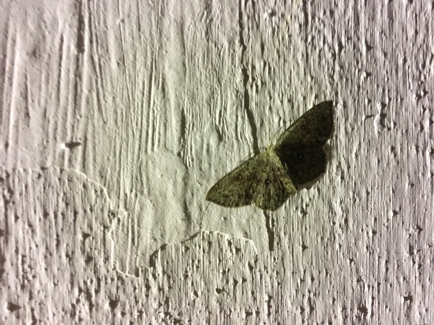 Cyclophora pendularia - fűzfa-pettyesaraszoló