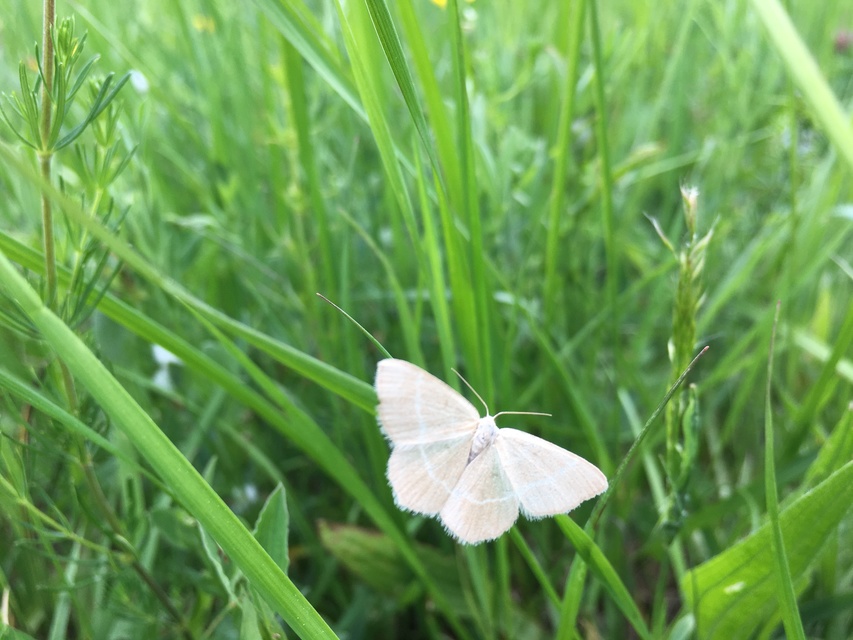 Chlorissa viridata/cloraria