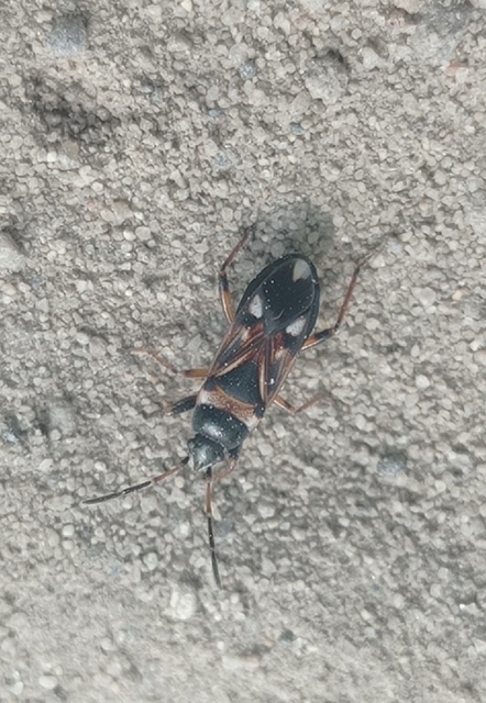 Raglius alboacuminatus - tarka díszesbodobács