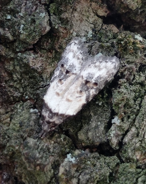 Carposina scirrhosella - közönséges csipkebogyómoly