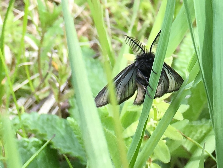 Pentophera morio - réti gyapjaslepke