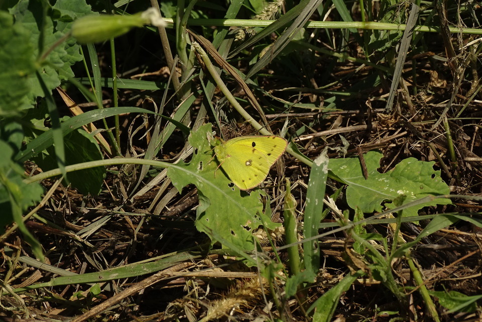 Colias erate - csángó-kéneslepke