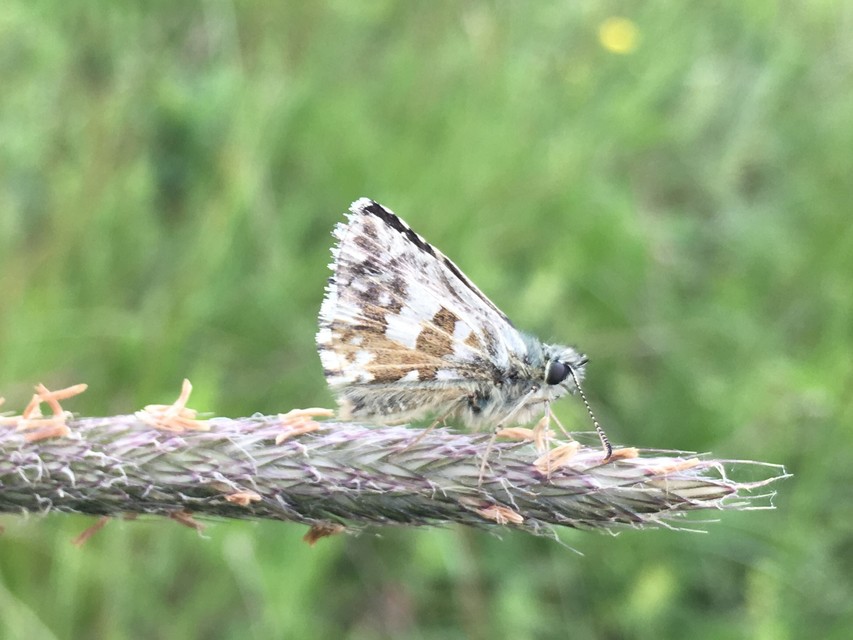 Pyrgus alveus - hegyi busalepke