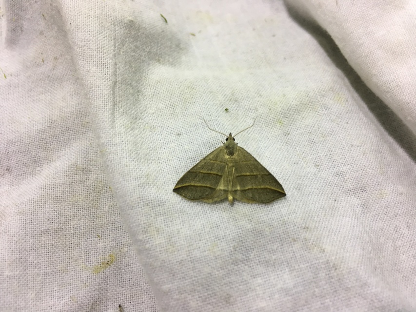 Colobochyla salicalis - háromsávos törpebagoly