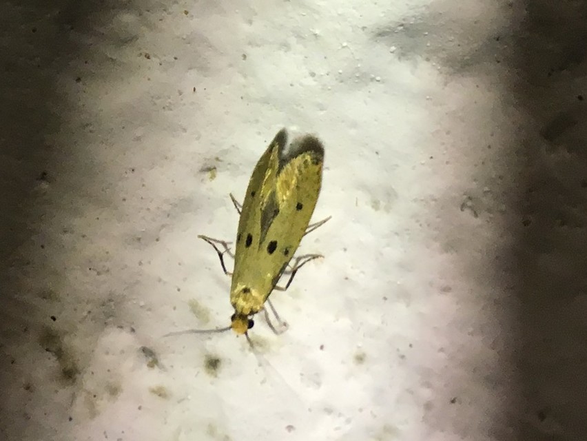 Tinea trinotella - hárompettyes fészekmoly