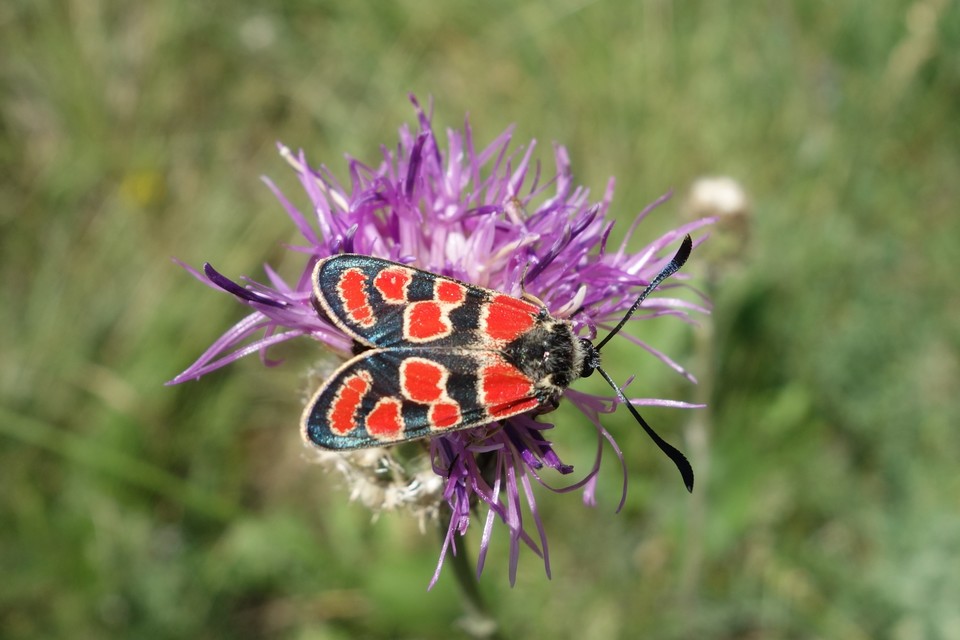Zygaena carniolica - fehérgyűrűs csüngőlepke