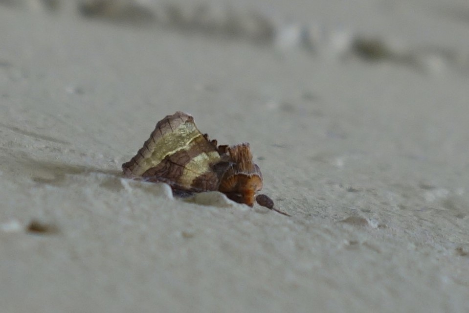 Diachrysia chrysitis - aranybagoly