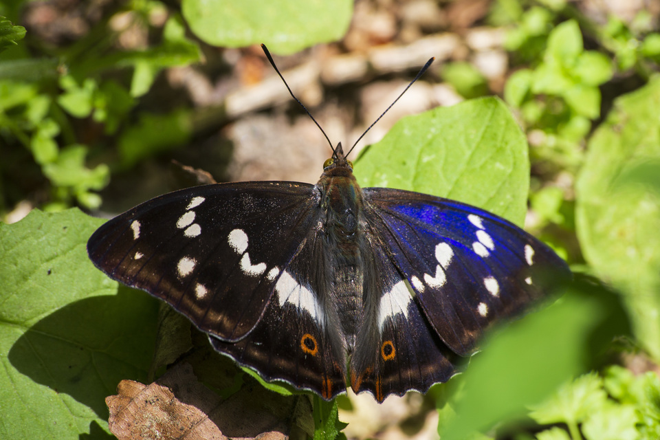 Apatura iris - nagy színjátszólepke