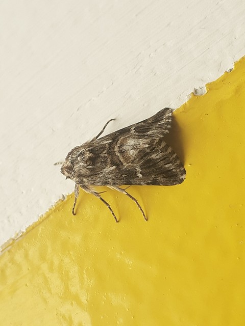 Calophasia lunula - gyújtoványfű-apróbagoly