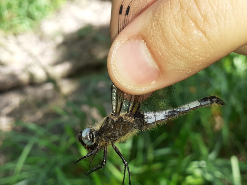 Libellula fulva - kisfoltos laposacsa