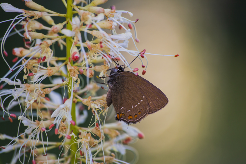 Satyrium ilicis - tölgyfa-csücsköslepke
