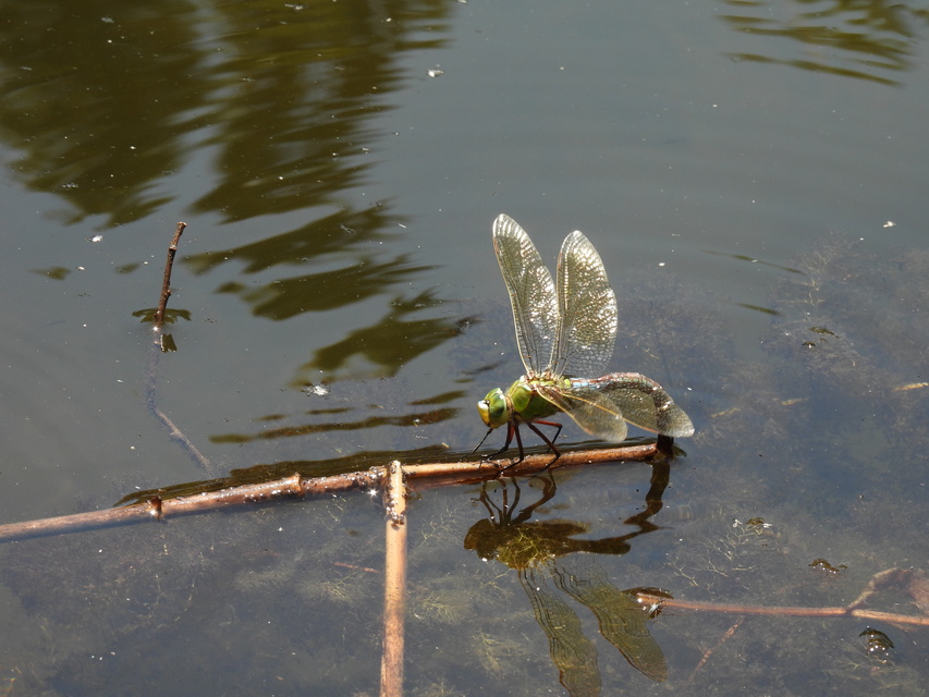 Anax imperator - zöld óriásacsa