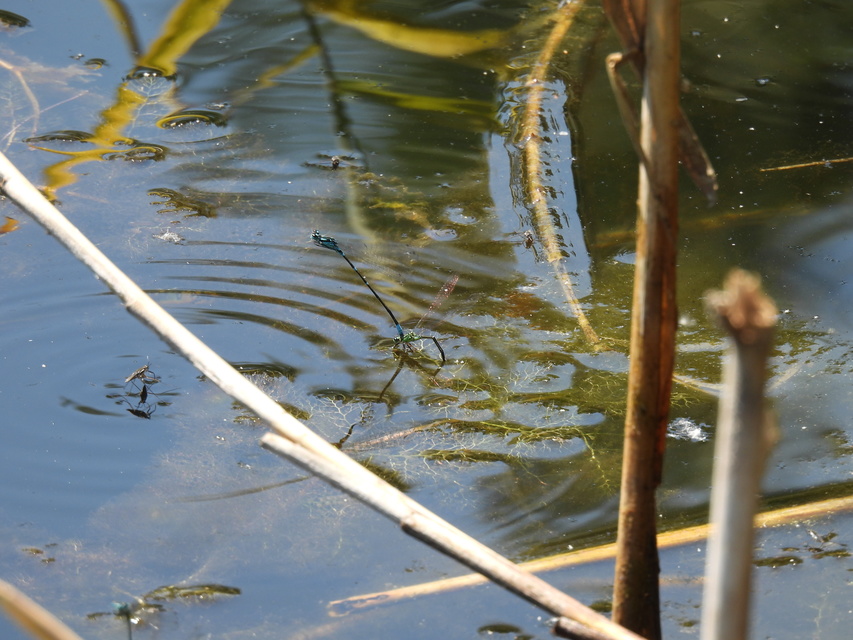 Coenagrion pulchellum - karcsú légivadász