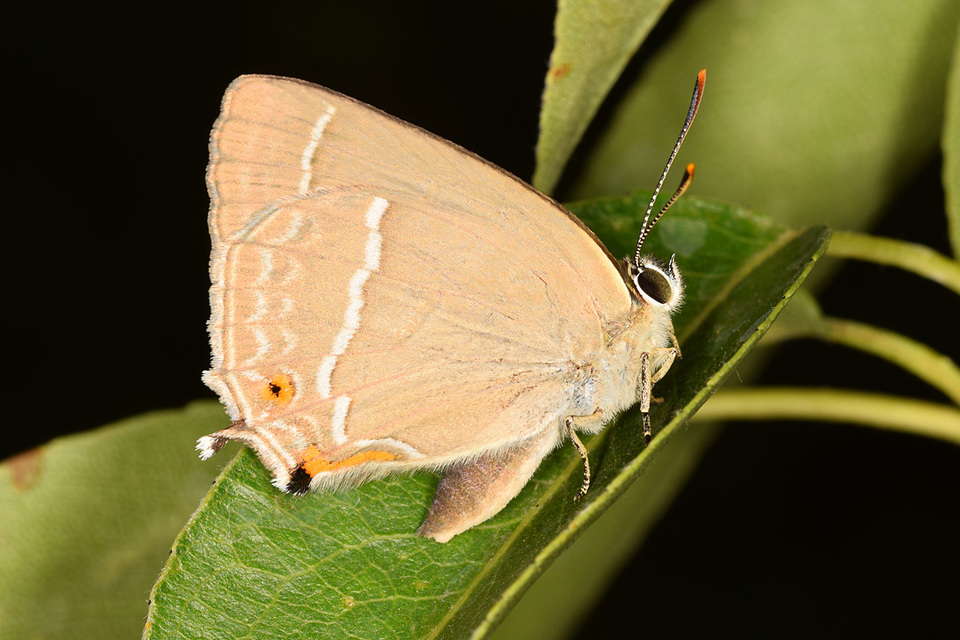 Neozephyrus quercus - tölgyfalepke